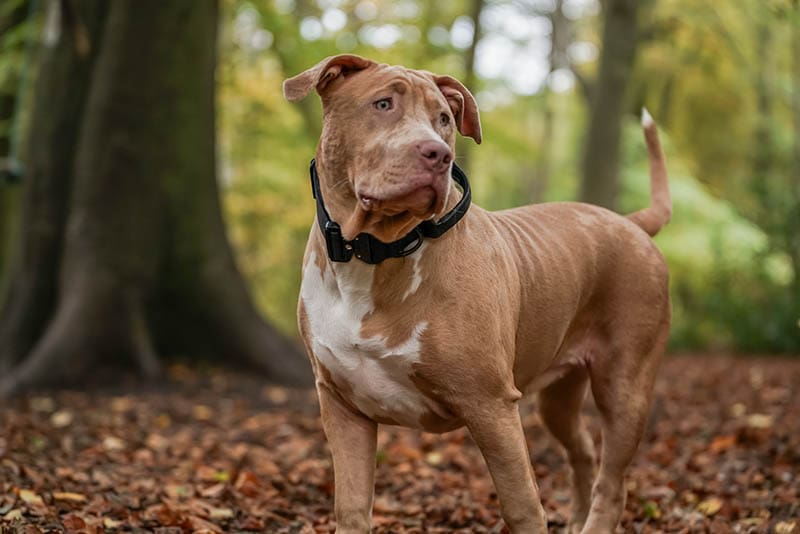 brown american xl bully dog in the forest