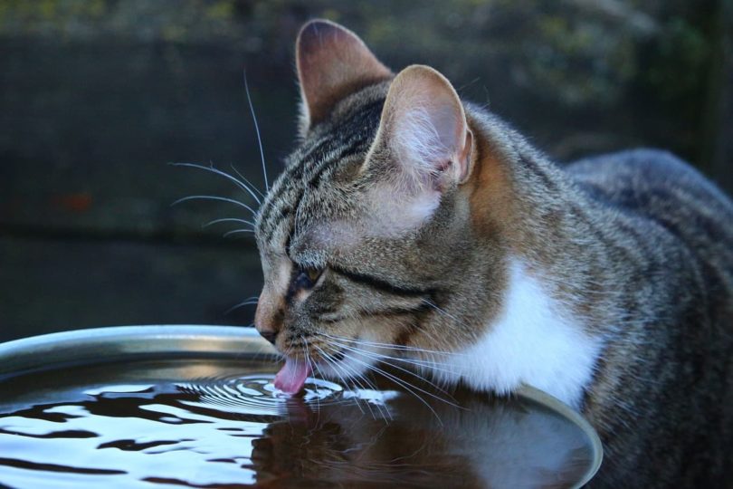 cat drinking water outside