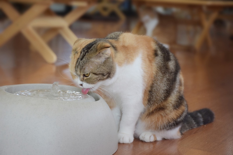cat drinking water