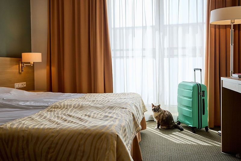 cat inside a hotel room