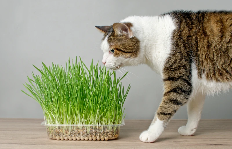 cat inspecting cat grass in a container