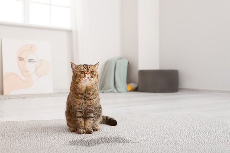 cat peed on the carpet
