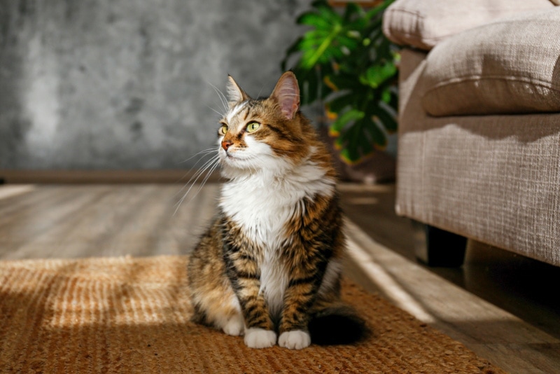 cat sitting on a carpet in a hotel room