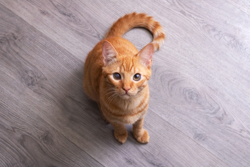 cat sitting on wooden floor and looking up