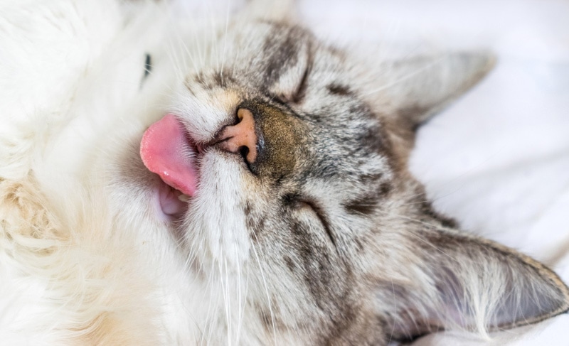 cat sticking tongue out while sleeping