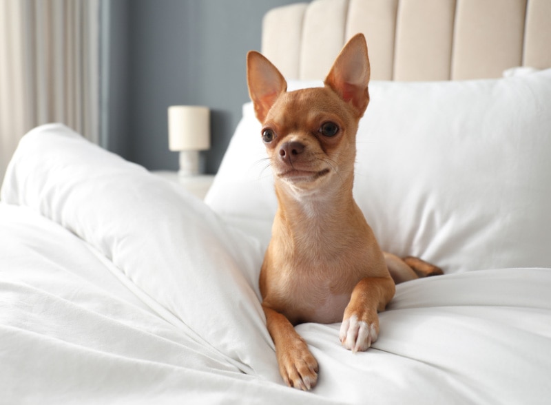 chihuahua dog lying on bed in hotel room