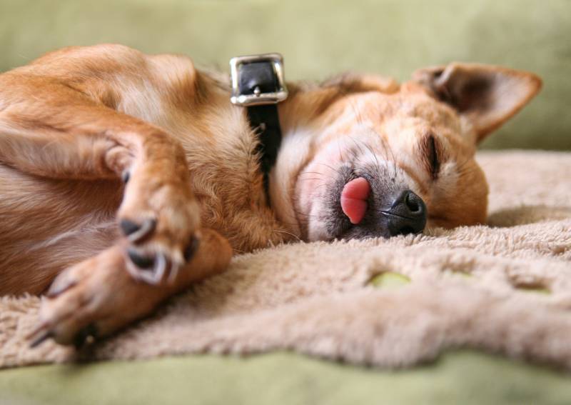 Dog sleeping with tongue on sale out