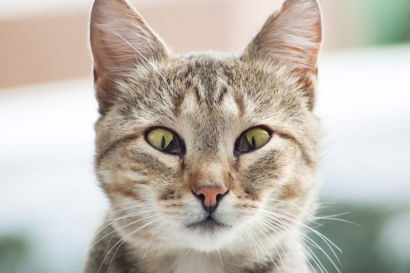 close up cat with third eyelid showing up