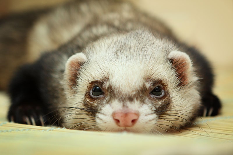 close up ferret lying on the bamboo mat
