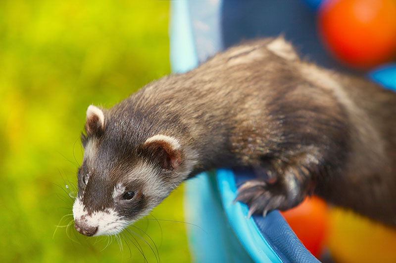 close up ferret playing in a ball pit outdoor