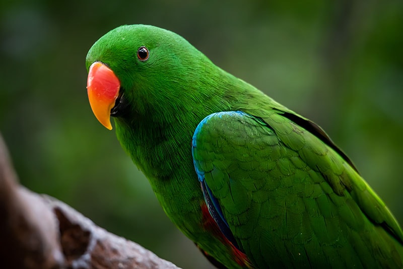 close up male eclectus parrot bird