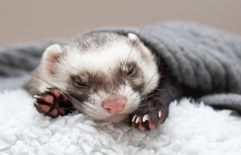 close up of a ferret sleeping