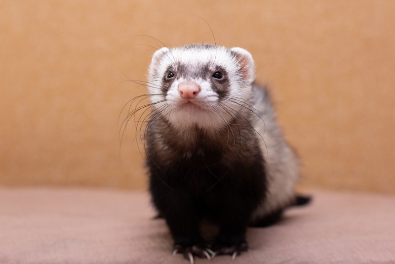 close up of a ferret