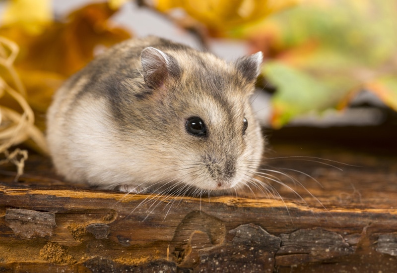 How Long Do Hamsters Live? Vet Reviewed Average Lifespan, Data