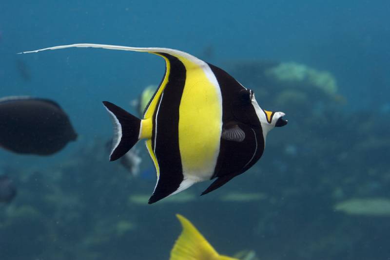 close up of a moorish idol fish in the water