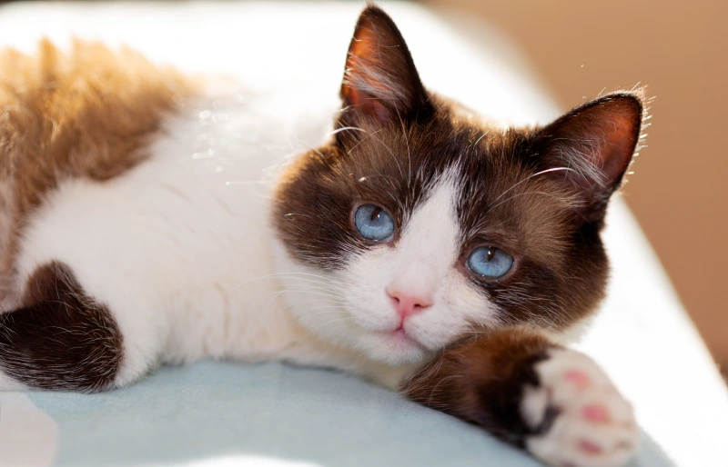 close up of a snowshoe cat