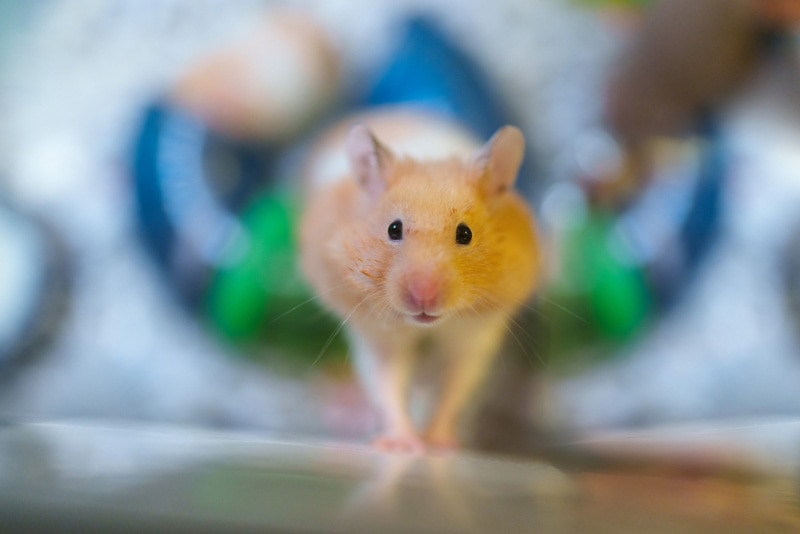 close up of hamster