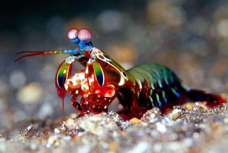 close up of mantis shrimp