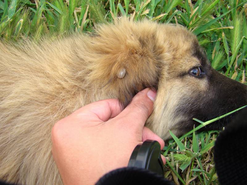 closeup tick on puppy ear