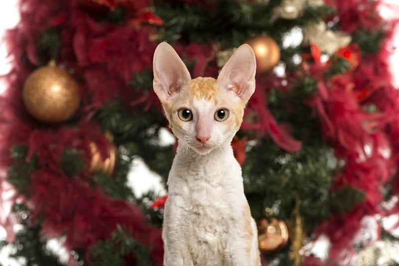 cornish rex in front of a christmas tree