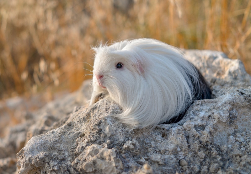 coronet guinea pig outdoor