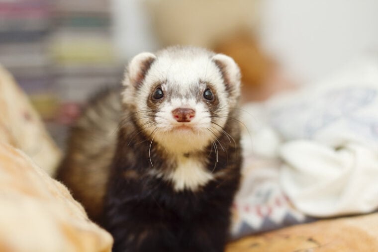 Are Ferrets Nocturnal? Vet-Verified Sleeping Pattern Info | Hepper
