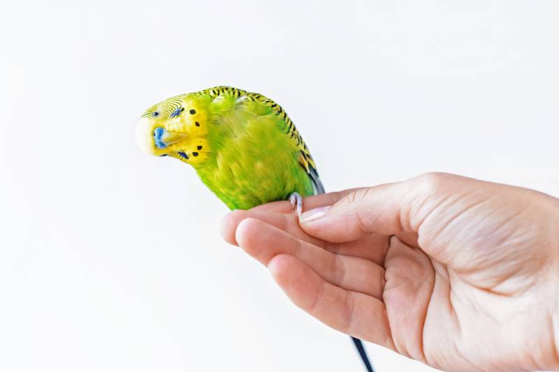 cute green budgie parrot sits on a finger and looking at the camera