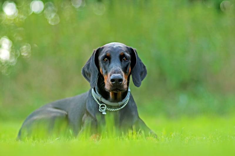 doberman dog sitting in the garden