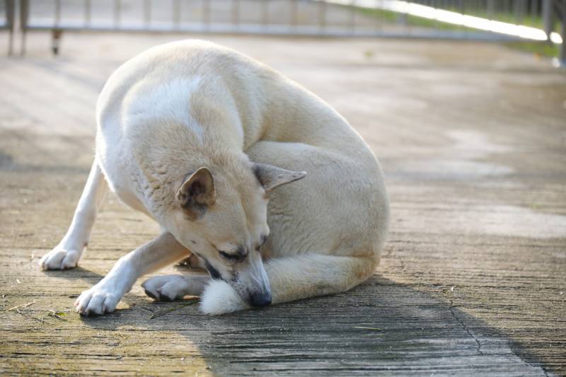 dog biting his tail