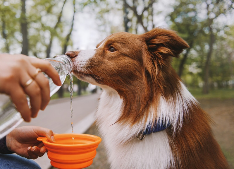 dog drinking water from the bottle