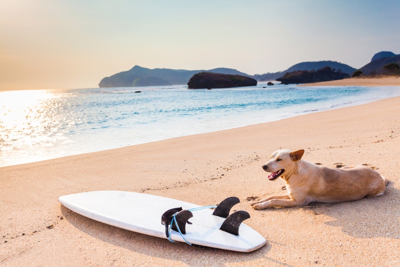 dog lying on the shore near a surfboard