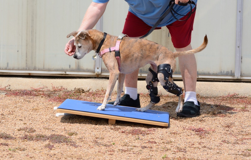 dog rehabilitation exercise