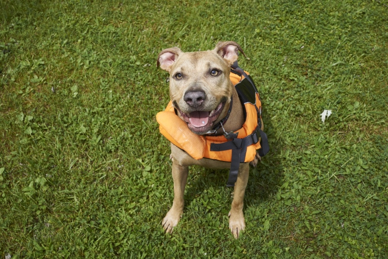 dog sitting on grass with lifevest on