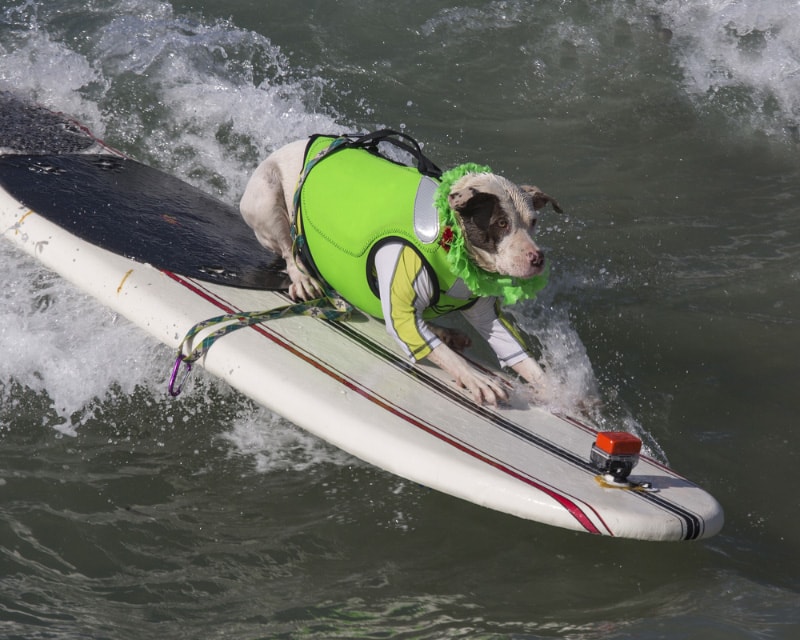 dog surfing