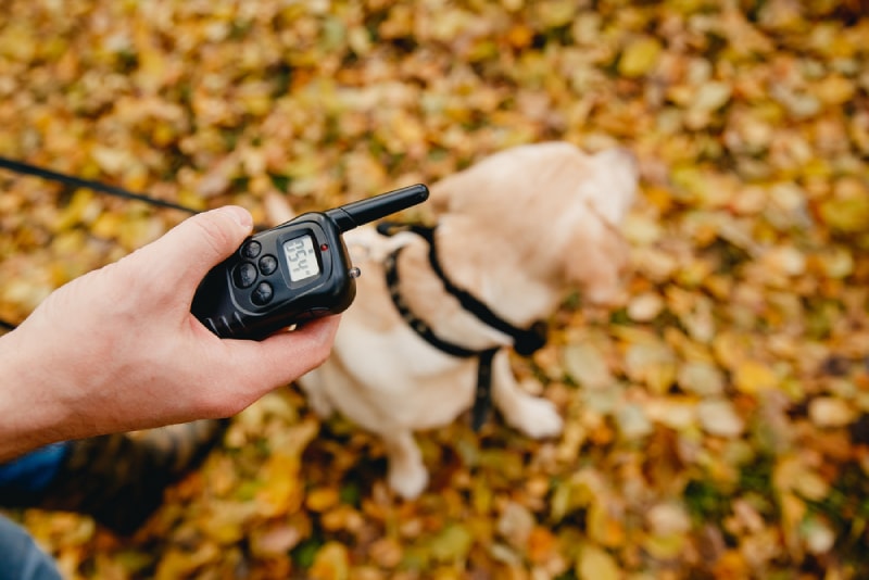 dog wearing a remote controlled collar outdoors