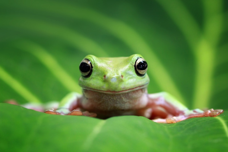 dumpy frog on leaf up close