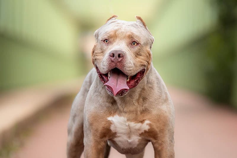 fawn american bully XL dog