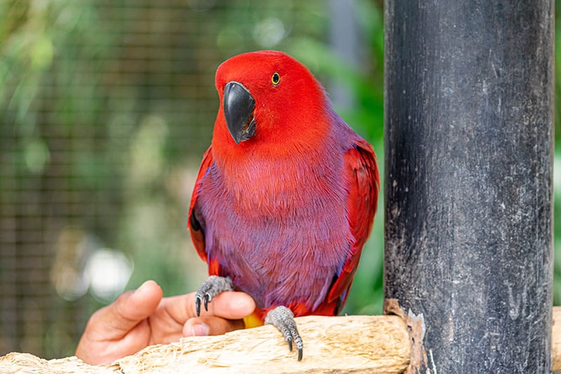 female eclectus parrot bird inside an enclosure