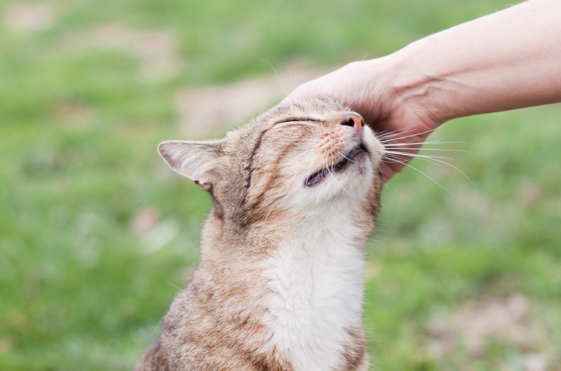 female hand petting a stray cat