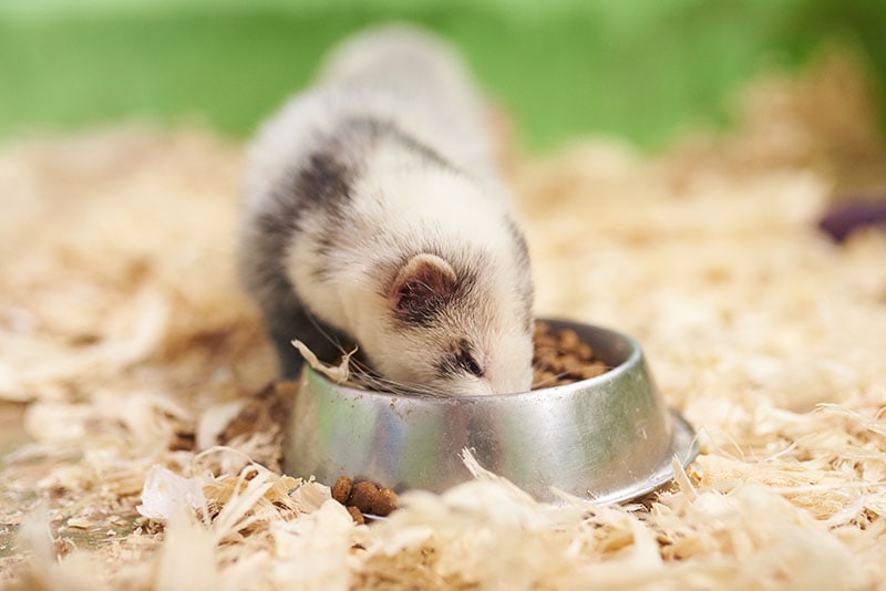 ferret eating from a pet bowl