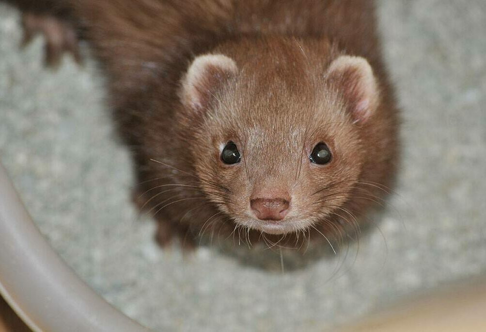 ferret in litter tray