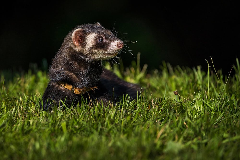 ferret in the dark