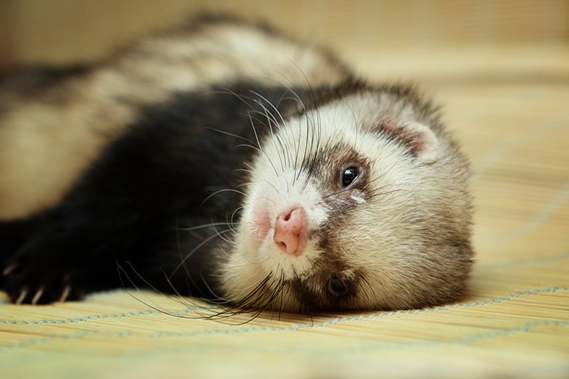 ferret resting on a bamboo mat