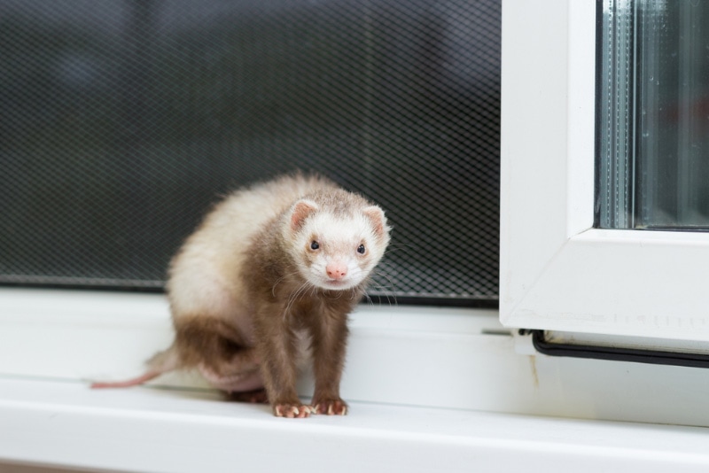 ferret sitting on a windowsill