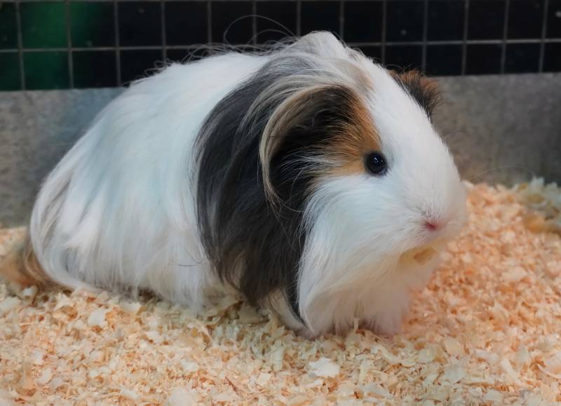 Guinea pig pineapple sale