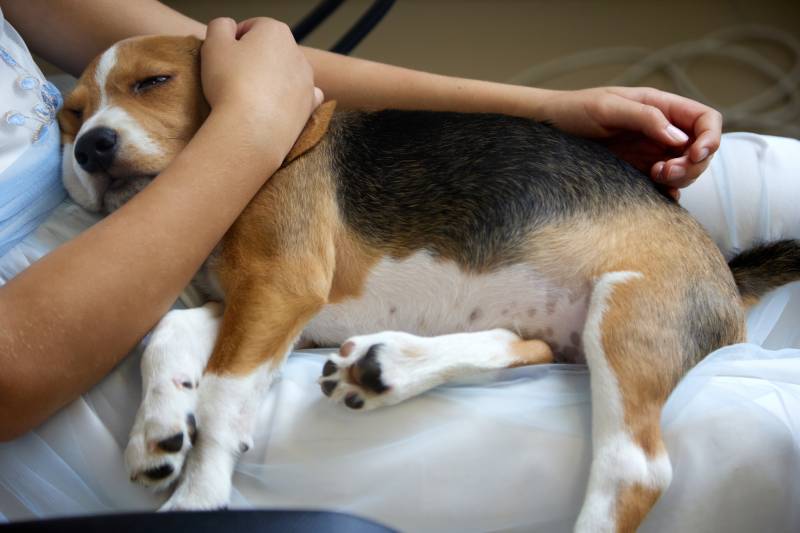 girl is holding a Beagle puppy in her arms