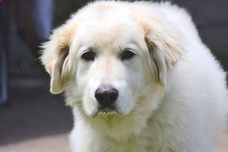 great pyrenees dog close up shot