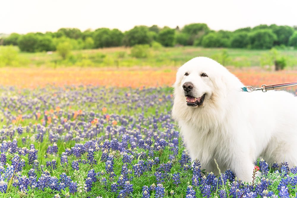great pyrenees dog on paintbrush field