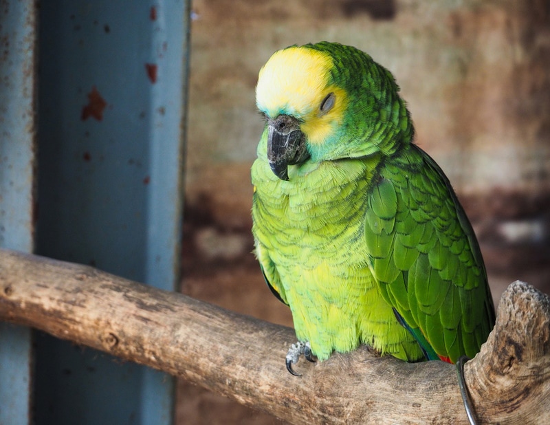 green parrot sleeping