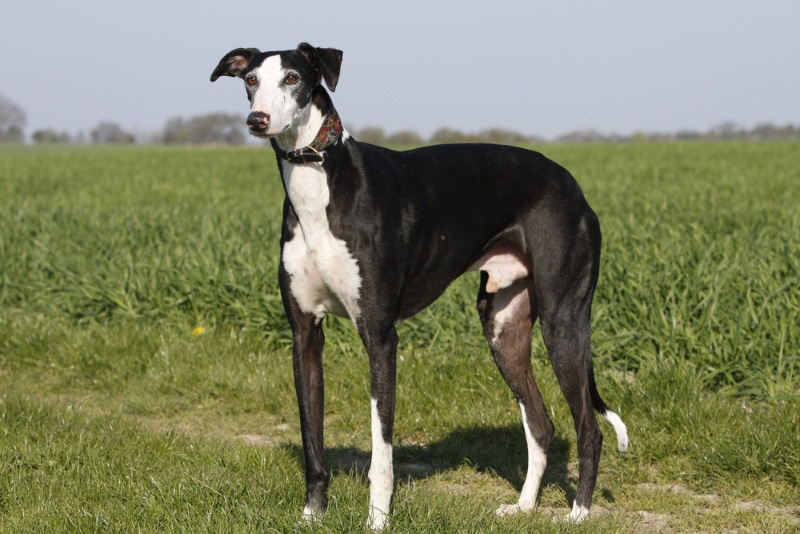 greyhound dog standing in the field